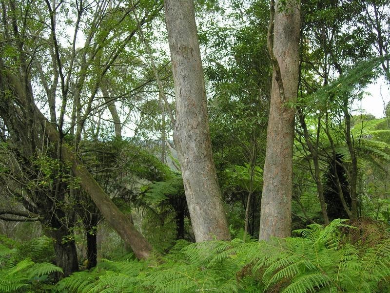 27 Henderson Road, Wentworth Falls NSW 2782