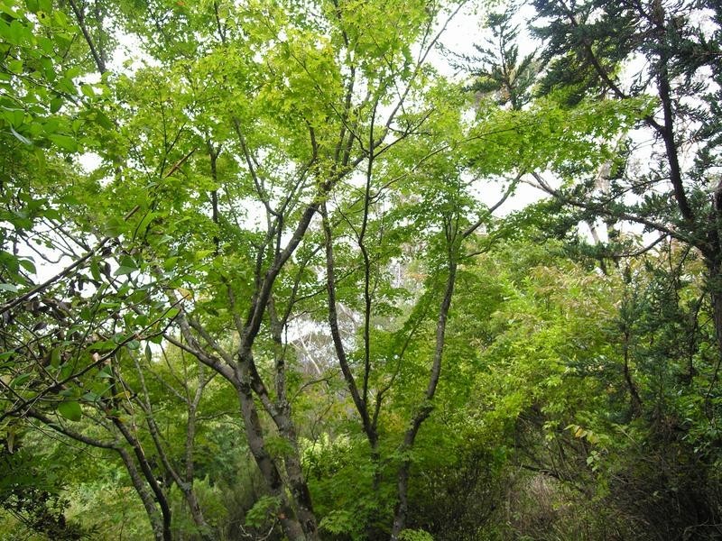 27 Henderson Road, Wentworth Falls NSW 2782