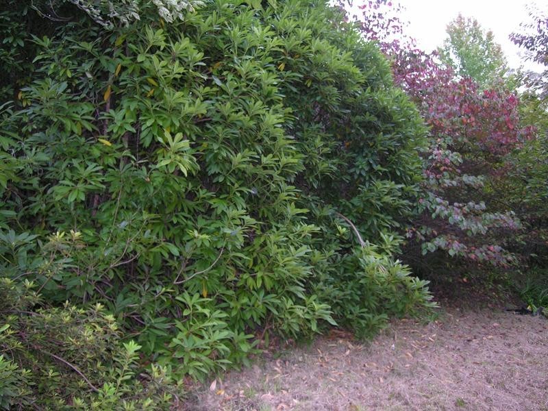 27 Henderson Road, Wentworth Falls NSW 2782