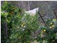 Kurrajong NSW 2758