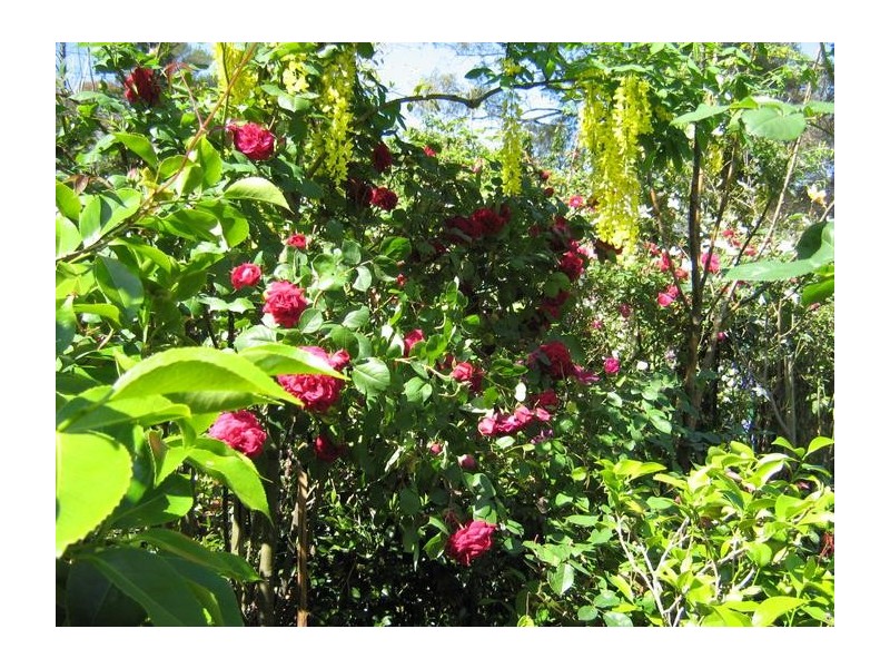 1 Myrtle Street, Katoomba NSW 2780