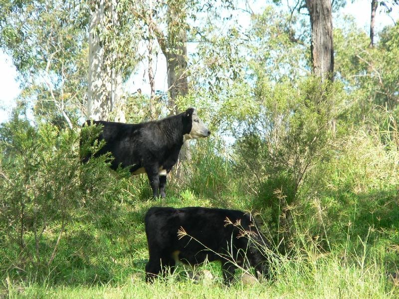 Lot Lot 42, 92 Brentwood Drive, Clarence Town NSW 2321