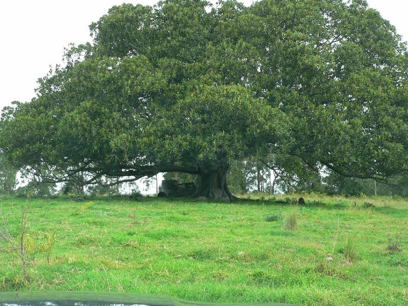 Lot 2 Brewers Road, Dungog NSW 2420