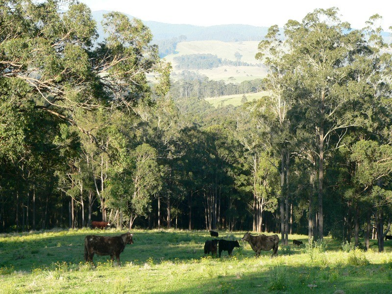 Lot 2 Brewers Road, Dungog NSW 2420