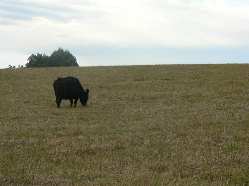 1286 Limeburners Creek Road, Clarence Town NSW 2321
