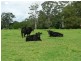 100 Ribbon Road, Stroud NSW 2425