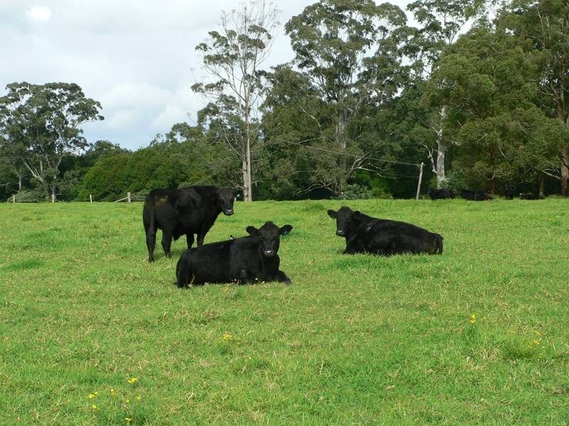 100 Ribbon Road, Stroud NSW 2425