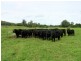100 Ribbon Road, Stroud NSW 2425