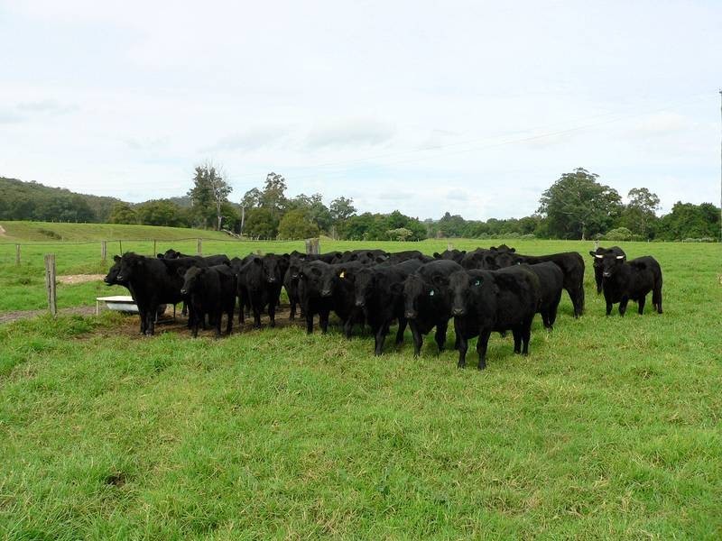 100 Ribbon Road, Stroud NSW 2425