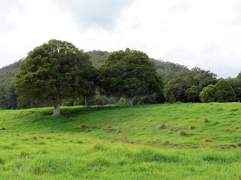 100 Ribbon Road, Stroud NSW 2425