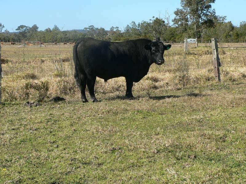 Lot 8,  Gunjula Drive, Karuah NSW 2324