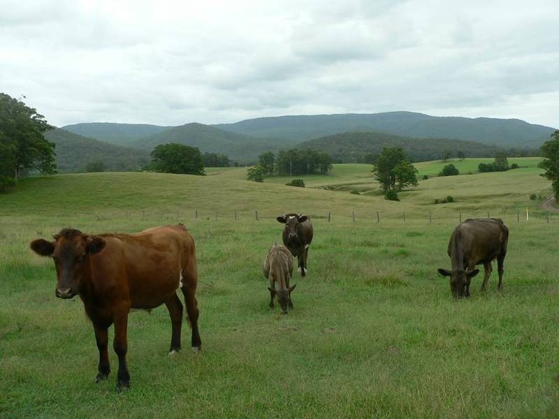 Markwell Back Road, Bulahdelah NSW 2423