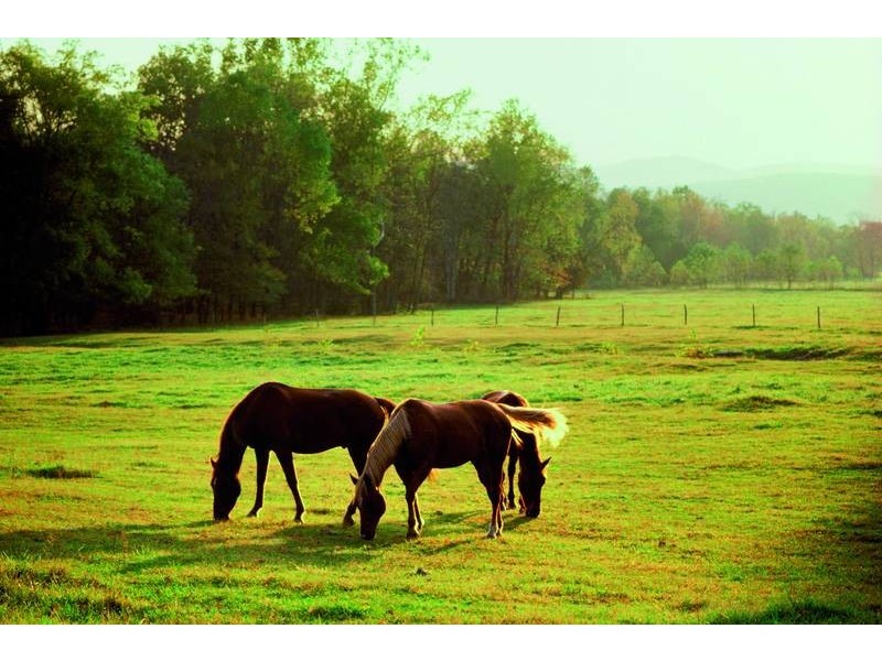 788 Limeburners Creek Road, Clarence Town NSW 2321