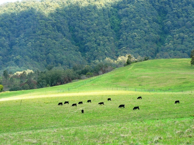 1062 Moores Road, Dungog NSW 2420