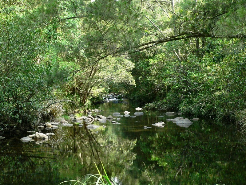 1062 Moores Road, Dungog NSW 2420