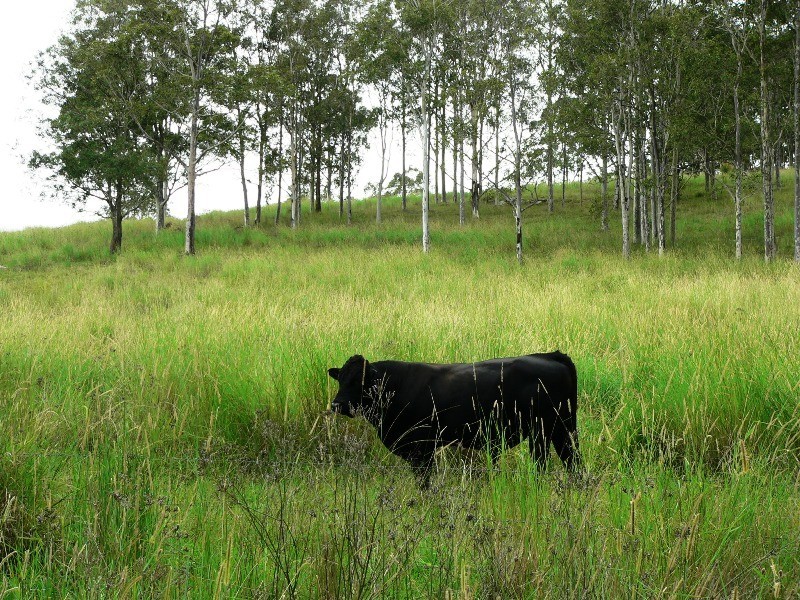 Lot 4,  The Branch Lane, Karuah NSW 2324