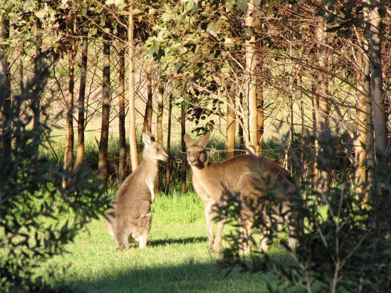 1208 Limeburners Creek Road, Clarence Town NSW 2321