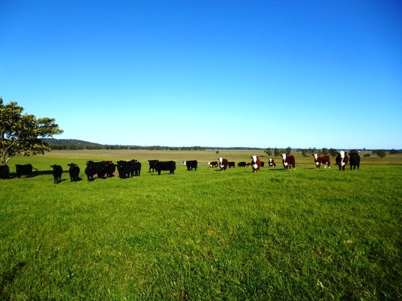 600 Seaham Road, Nelsons Plains NSW 2324