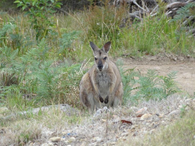 130 Bede Street, Stroud NSW 2425