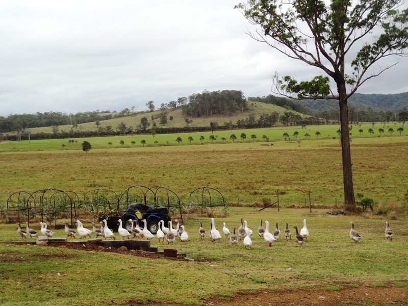 Lot 2, 717 Branch Lane, The Branch NSW 2425