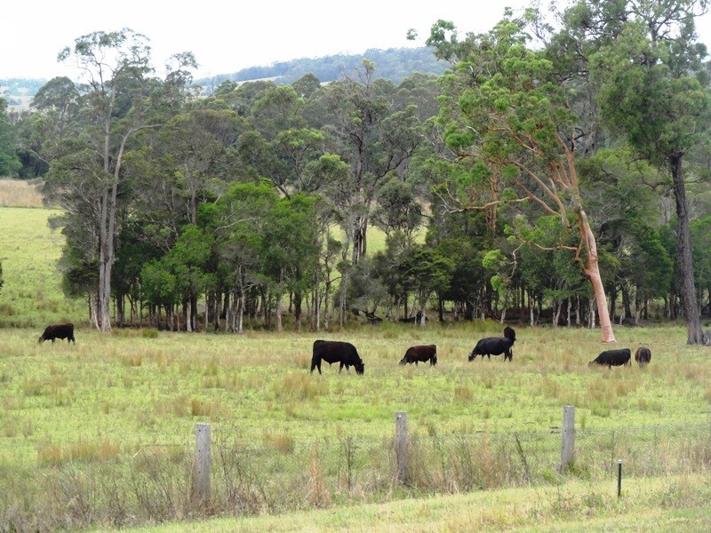 Lot 2, 717 Branch Lane, The Branch NSW 2425
