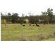 Lot 2, 717 Branch Lane, The Branch NSW 2425