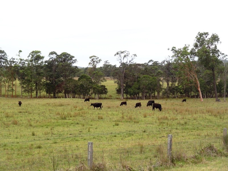Lot 2, 717 Branch Lane, The Branch NSW 2425