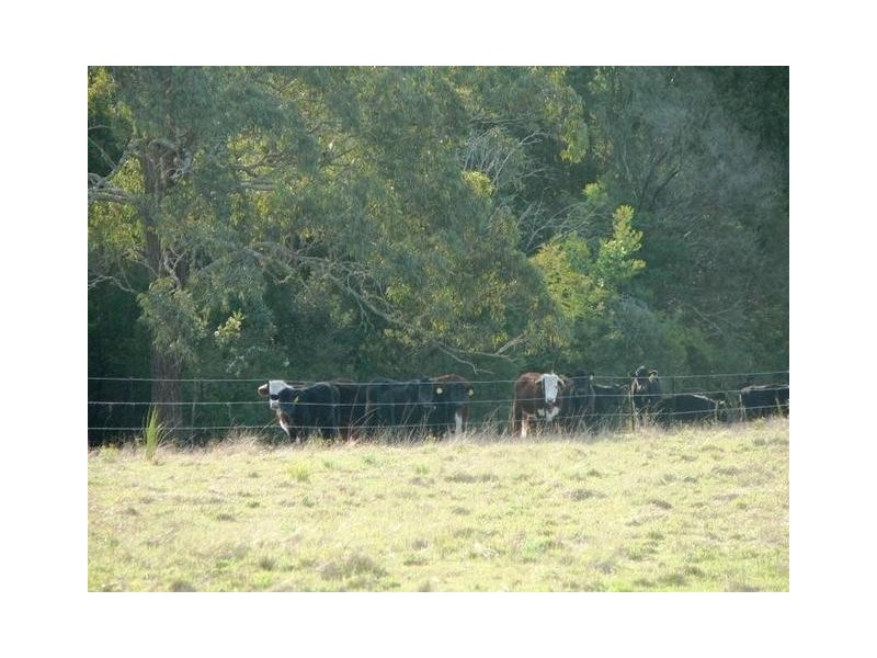 Lot 4 Blackcamp Creek Road, Stroud NSW 2425