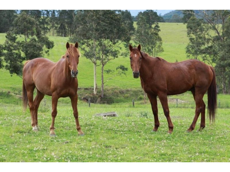 Limeburners Creek Rd, Clarence Town NSW 2321