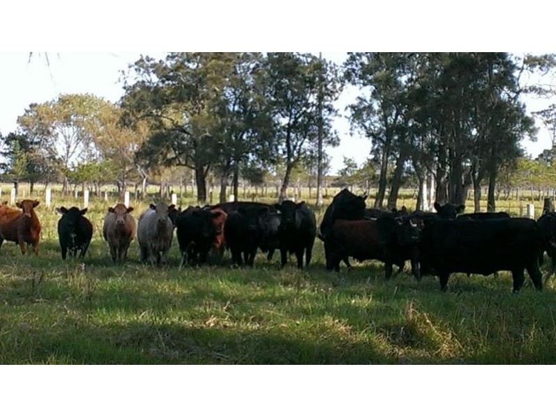 397 Fullerton Cove, Fullerton Cove NSW 2318