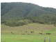 1182 Moores Road, Dungog NSW 2420