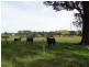 17 Wattle Tree Road, Dungog NSW 2420