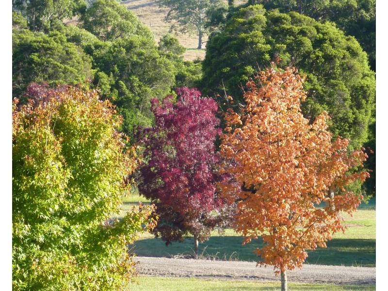 450 Mograni Creek Road, Mograni NSW 2422