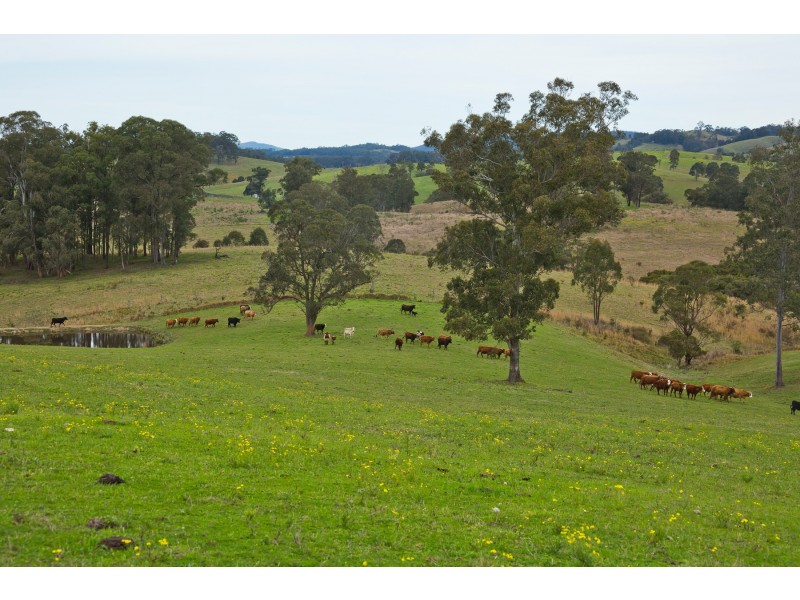 2411 The Bucketts Way, Wards River NSW 2422