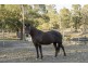 270 Wallarobba Road, Brookfield NSW 2420