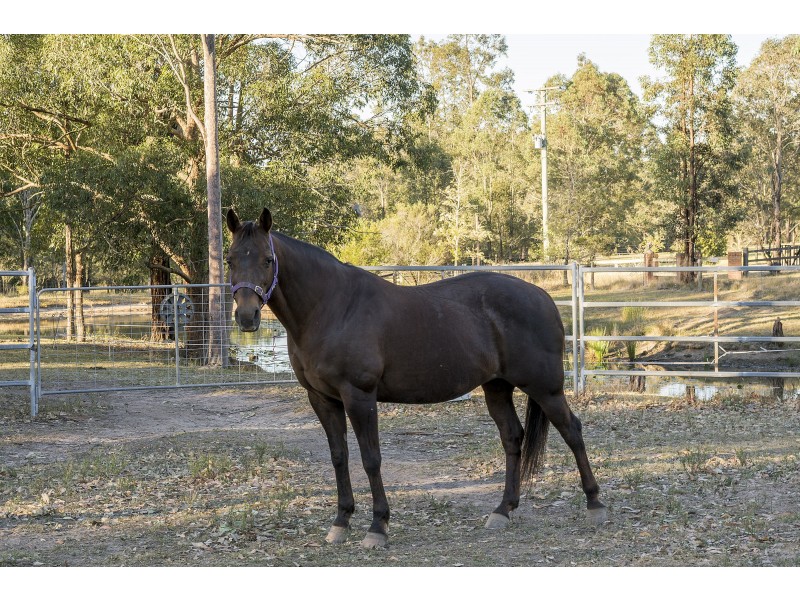 270 Wallarobba Road, Brookfield NSW 2420