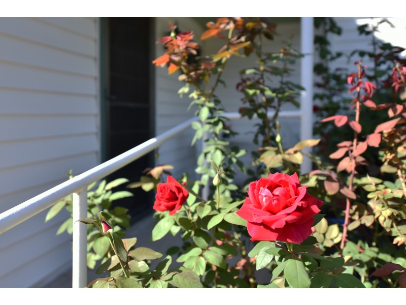 256 Vincent Street, Cessnock NSW 2325