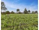 Lot 43, 2 Kelman Vineyeard, Oakey Creek Road, Pokolbin NSW 2320