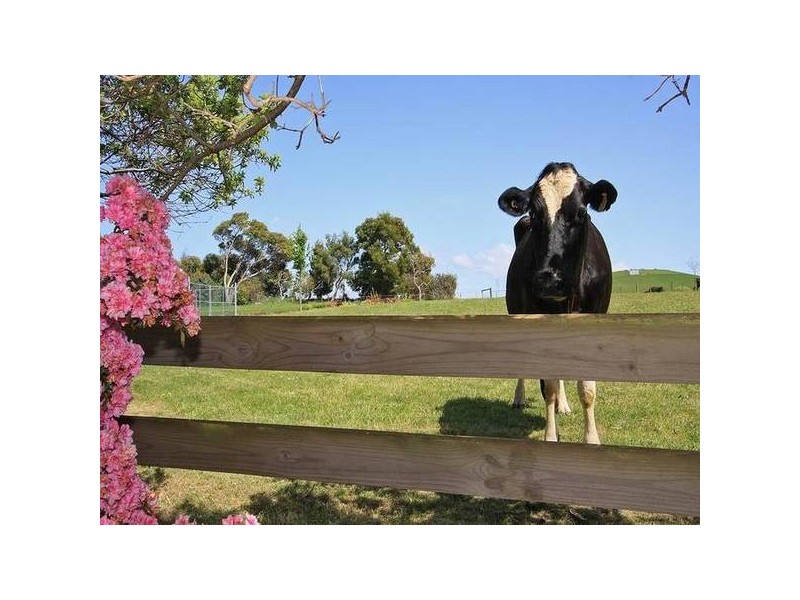 Mount Hicks TAS 7325