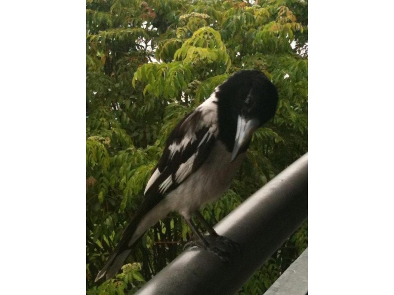 Lot 11 Alexandra Street, West Mackay QLD 4740