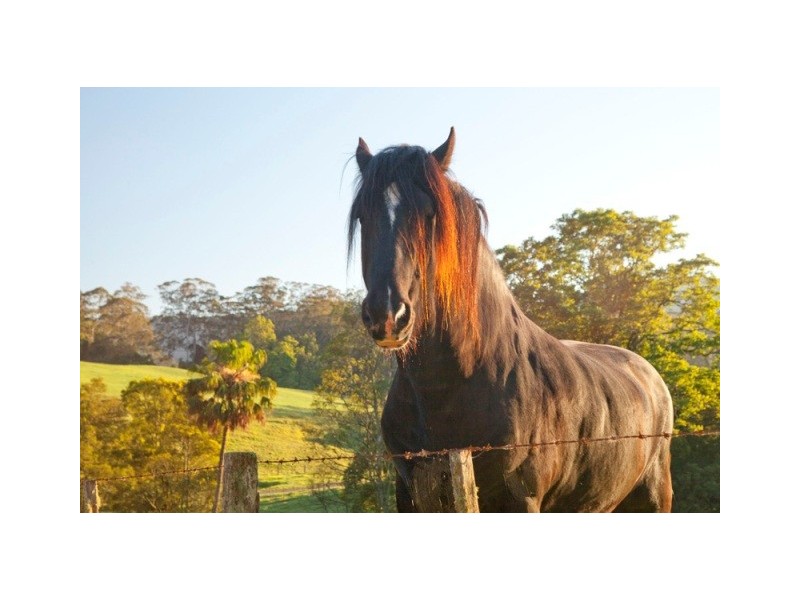Bunkers Hill Road, Kangaroo Valley NSW 2577