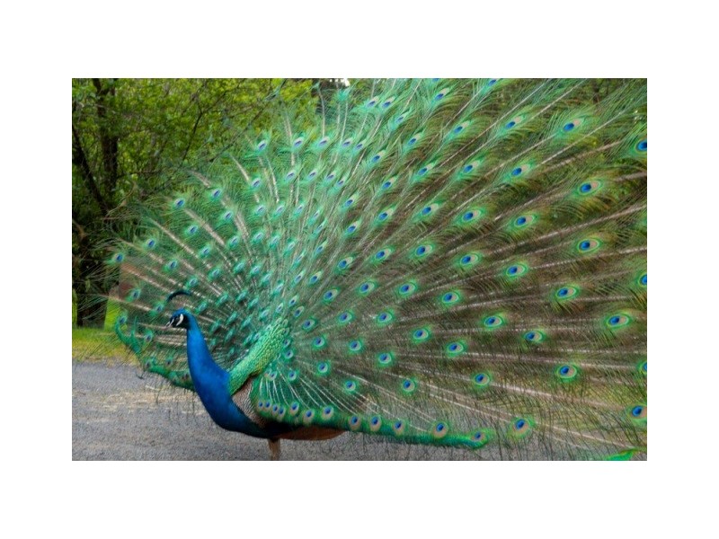 Bunkers Hill Road, Kangaroo Valley NSW 2577
