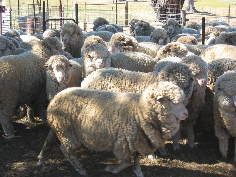 84 Pidgeon Hole Road,Nine Mile Via Wedderburn, Wedderburn VIC 3518