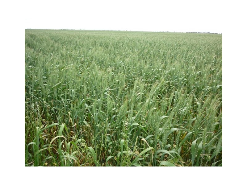 318 Browns Rd, Cope Cope VIC 3480