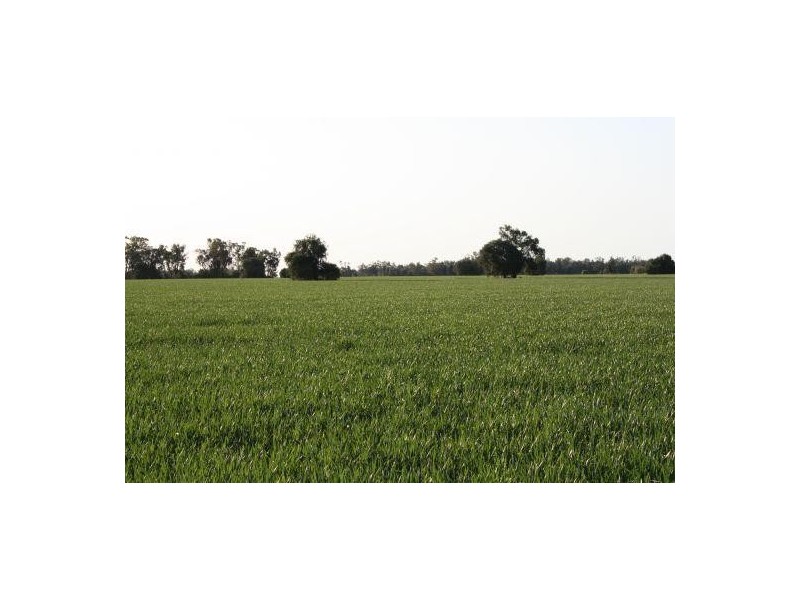 Terry Hie Hie Rd, Moree NSW 2400