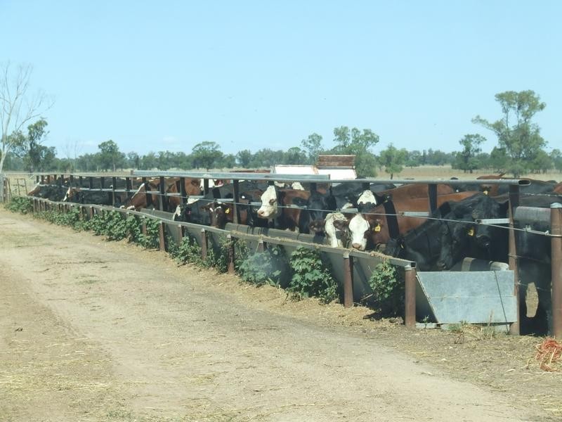 Foxes Lane, Moree NSW 2400