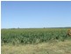 Foxes Lane, Moree NSW 2400