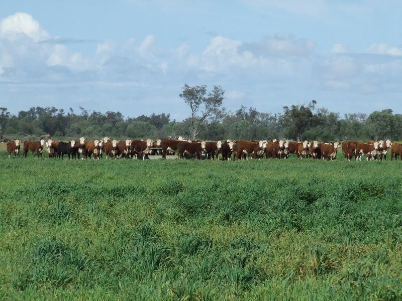 Watercourse road, Moree NSW 2400