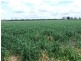 Watercourse road, Moree NSW 2400