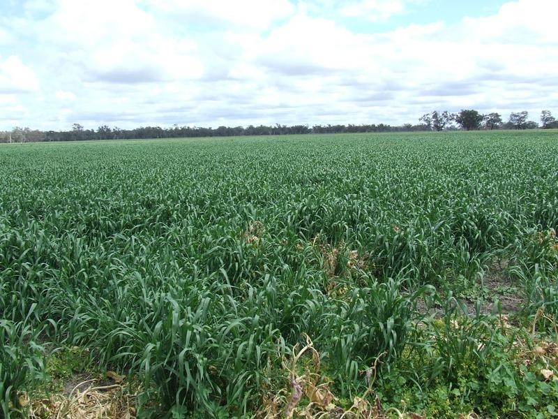 Watercourse road, Moree NSW 2400